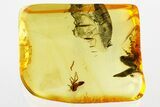 Detailed Fossil Leafhopper (Cicadellidae) In Baltic Amber #343333-1